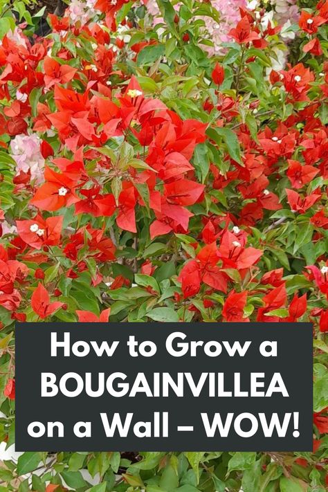 Turn your dull wall into a stunning masterpiece with our guide on how to grow a Bougainvillea with WOW factor! From selecting the perfect location to providing proper support, we'll guide you every step of the way. Experience the awe-inspiring beauty of a Bougainvillea-covered wall and create a breathtaking focal point in your outdoor space. Don't miss out on this opportunity to transform your wall into a living work of art - take action now and let the WOW begin! IG Photo by: gardengreenbox Barbara Karst Bougainvillea, Bougainvillea Privacy Wall, Trellis For Bougainvillea, Bougainvillea Fence Ideas, How To Train Bougainvillea Trellis, Bougainvillea Trellis Potted, Boganvillia Ideas, Bougainvillea Trellis Wall, Bouganvilla Landscaping