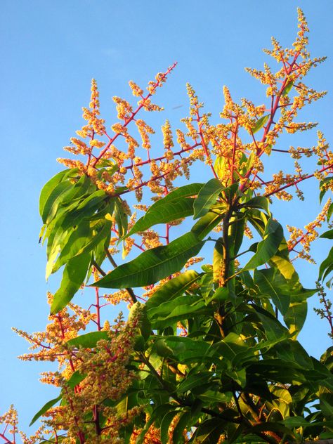 Mango Blossoms Mango Blossom, Tropical Living, Inspirational Photos, Florida Living, Salt And Water, Photo Inspiration, Art Inspo, Mango, Blossom