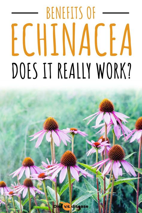 Echinacea is a popular herbal supplement. It’s used as a natural remedy for preventing and treating the common cold… but does it work? This article reviews the known benefits of echinacea. #health #echinacea Goldenseal And Echinacea Benefits, Goldenseal Benefits, Benefits Of Echinacea, Echinacea Tea Recipes, Echinacea Meaning, Echinacea Magical Properties, Echinacea Benefits, Echinacea Green Jewel, Echinacea Tea