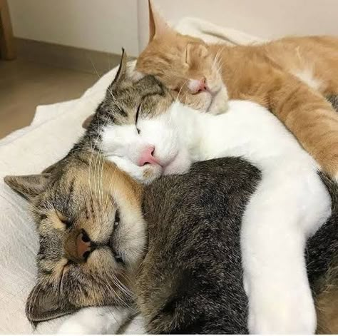 Three Cats Aesthetic, Cats Cuddling, I Miss My Cat, Cat Cuddle, Cats Aesthetic, Three Cats, Cute Cats And Kittens, Happy Cat, Pretty Cats