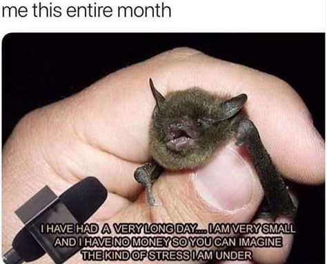 Bats don't get enough recognition for how darn cute they are! #Memes #Bats #Animals #Cute John Mulaney, Cute Bat, Fresh Memes, Friday Feeling, Silly Animals, Just Girly Things, Animal Memes, Make Me Smile, Dumb And Dumber