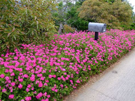 Pelargonium peltatum (Ivy-leaved Geranium) is a climbing, semi-succulent perennial, trailing through other trees and shrubs in its habitat... Ivy Geraniums, Dry Creek Bed, Narrow Garden, Tropical Landscape, Creek Bed, Dry Creek, Succulents Indoor, Indoor Flowers, Shade Trees