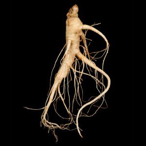 Ginseng root good for your health, as an aphrodisiac and in Sam Gae Tang! Very useful Bbq Chicken Rub, Rock Climbing Training, Quick Hair Growth, Herbs To Grow, Chicken Rub, Random Character, Ginseng Root, Quick Hair, Commitment Rings