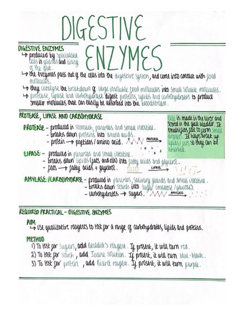 Digestive Enzymes Notes, Digestive Enzymes Biology Notes, Enzymes Biology Notes, Enzymes Biology, Enzymes For Digestion, Gcse Biology, Bio Notes, Revision Tips, Science Revision