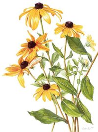 Learning plants' Latin names helps gardeners make informed choices - The Denver Post Trendy Flowers, Plant Drawing, Watercolor Flowers Paintings, Botanical Painting, Botanical Watercolor, Scientific Illustration, Black Eyed, Black Eyed Susan, Botanical Drawings