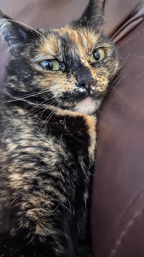 This is Maryann shes a tortieshell who turned 3 on April 5th :D #cats Tortie Cat, Tortishell Cat Aesthetic, Tortoiseshell Cat, Cat Tortoiseshell, Tortoiseshell Cat Aesthetic, Tortious Shell Cat, Mostly Black Tortoiseshell Cat, Pretty Tortoiseshell Cat, Tortoise Cat