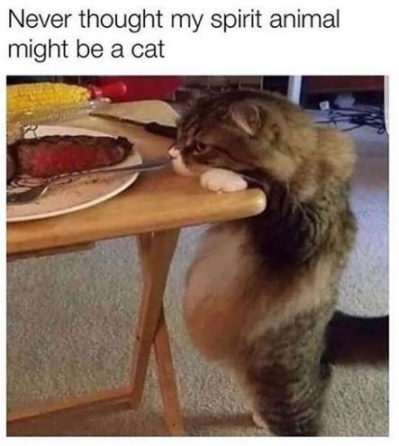 Mid-Week Cat Meme Compilation For A Much Needed Boost - I Can Has Cheezburger? Spirit Animal Funny, Gatos Cool, Animal Funny, My Spirit Animal, My Spirit, Funny Cat Memes, Funny Animal Memes, Funny Animal Pictures, Crazy Cat Lady