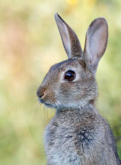 Wild rabbit. Portrait of wild rabbit in meadow shadow view , #Ad, #Portrait, #rabbit, #Wild, #wild, #view #ad Wild Rabbit Photography, Animal Portrait Photography, Rabbit Reference Photo, Rabbit Side Profile, Rabbit Side View, Pictures Of Rabbits, Rabbit Reference, Bunny Photography, Rabbit Photography