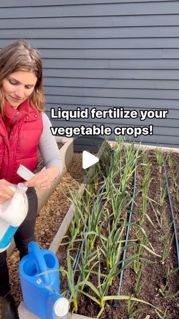 Seattle Urban Farm Co | Garden Creators on Instagram: "Organic liquid fertilizer is a great tool that can help with overall plant health and productivity. Most are made from fish and/or kelp and provide a lot of micronutrients that keep your plants powered up. We apply liquid fertilizer every 2 weeks, especially while crops are still young and really need the regular boosts to reach maturity. ♥️🌱
.
.
.
#gardensoil #gardeninspiration #growfood #organicfertilizer" Organic Liquid Fertilizer, Edible Gardens, Urban Farm, Liquid Fertilizer, Plant Health, Organic Fertilizer, Plant Powered, Urban Farming, Garden Soil