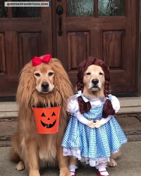 Dogs dressed as "The Wizard of Oz" characters for Halloween | "There's no place like home." These precious pups are ready for Halloween dressed as Dorothy and the Cowardly Lion from "The Wizard of Oz." 📹:... | By The National Desk - TND Halloween Dog Photoshoot, Golden Retriever Costume, Dog Halloween Outfits, Cute Dog Halloween Costumes, Funny Dog Costumes, Best Dog Halloween Costumes, Golden Retriever Halloween, Best Dog Costumes, Dog Costume Ideas