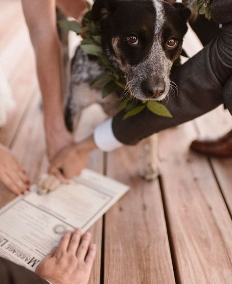 Dog First Look Wedding, Dogs Getting Married, Wedding Couple With Dog, Dogs In Weddings Pictures, Wedding Portraits With Dog, Dog Wedding Photos, Dog Wedding Outfits, Dog Puns, Photos With Dog