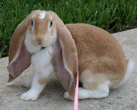 Learn more about the English Lop Rabbit Breed. Discover cool facts, pictures, resources and find information about caring for English Lop Rabbits. Breeds Of Rabbits, English Lop Rabbit, English Lop, Rabbit Information, Rabbit Season, Lop Rabbit, Her Tattoo, Cool Facts, Rabbit Breeds