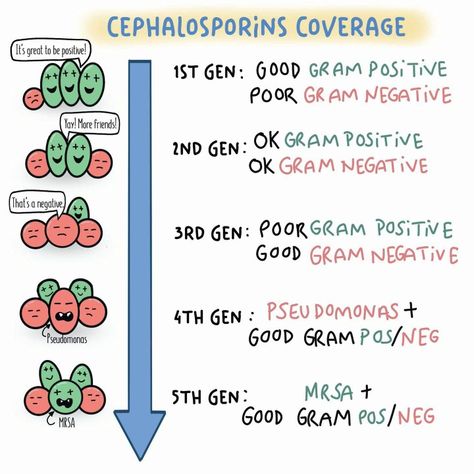 Cephalosporins Pharmacology, Cephalosporins Mnemonics, Antibiotics Mnemonics, Antibiotics Pharmacology Mnemonics, Antibiotics Pharmacology, Pharmacology Pharmacy, Pharmacy School Study, Pharmacology Nursing Study, Nursing School Pharmacology