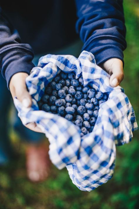 Fresh blueberry picking at The Fields Blueberries Aesthetic, Blueberry Field, Blueberry Aesthetic, Blueberry Patch, Blueberries For Sal, Blueberry Buckle, Blueberry Girl, Blueberry Picking, Blueberry Farm