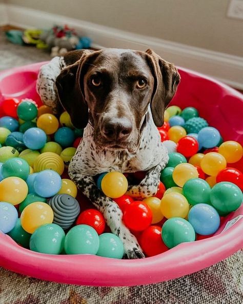 Dog Beach Birthday Party, Dog Third Birthday, Dog Party Activities, Dog 1st Birthday Ideas, Pet Birthday Ideas, Doggy Birthday Party, Party For Dogs, Diy Ball Pit, Cupcakes For Dogs Recipe