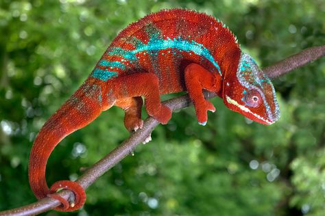 I photographed this panther chameleon during my semi-annual frog and reptile workshop in St. Louis. It is native to Madagascar, and the red coloration was especially striking. We photograph these ... Coolest Animals, Diy Guinea Pig Cage, Panther Chameleon, Chameleon Art, Sneaker Posters, Warhammer Age Of Sigmar, Army Colors, Beautiful Angels Pictures, Guinea Pig Cage