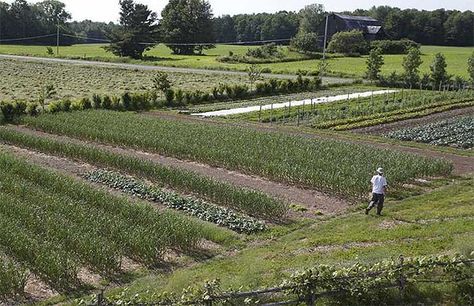 Micro Farm, Garden Layout Vegetable, Vegetable Farming, Farm Business, Video Garden, Permaculture Design, Market Garden, Urban Homesteading, Acer Palmatum