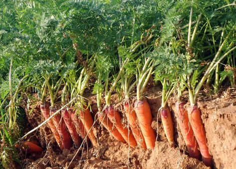 How to Plant, Grow, and Harvest Carrots Growing Winter Vegetables, Grow Carrots, Carrot Farm, Agriculture Photos, Growing Carrots, Planting Pots, Garden Pest Control, Winter Vegetables, Carrot Seeds