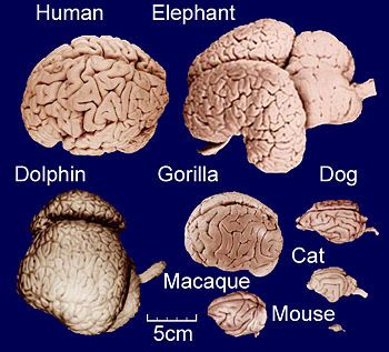 "Animals Can't Think, Because They Don't Have a Brain," My Student Said. Fun Facts About Giraffes, Elephant Brain, Dolphin Facts, Animal Intelligence, Elephant Facts, Brain Size, Pet Scan, Human Evolution, Nurse Stuff