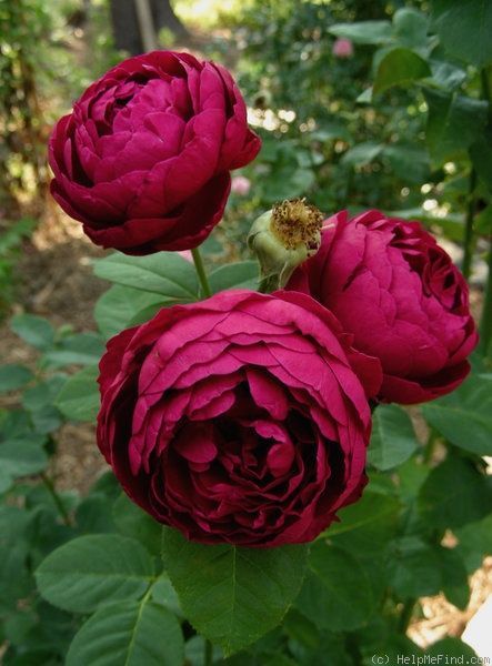 'Ascot ' Rose Great Gardens & Ideas Ascot Rose, Heritage Rose, نباتات منزلية, Rose Fragrance, Growing Roses, David Austin Roses, Have Inspiration, Hybrid Tea Roses, David Austin