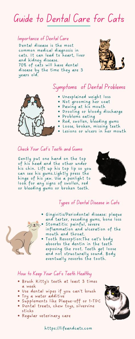 Cat Care Tips Health, Dental Care Routine, Cat Dental Care, Cat Care Routine, How To Take Care Of A Cat, Cat Things For Home, Cat Routine, Cats Health, Kitty Care