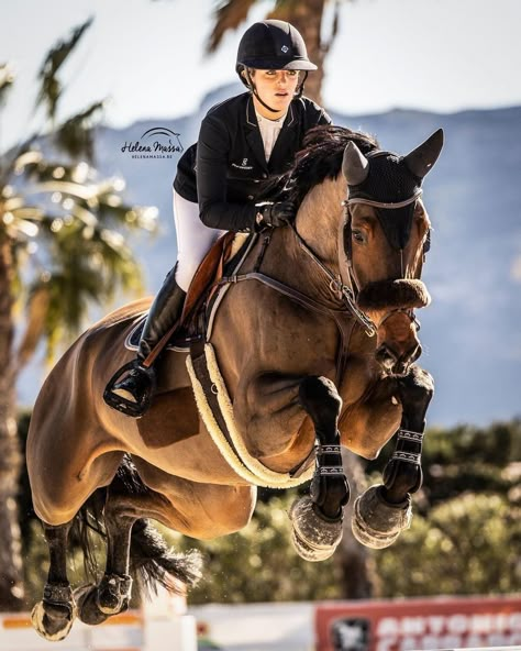 Show Jumping Aesthetic, Showjumping Aesthetic, Showjumping Horse, Equestrian Jumping, Hunter Jumper Horses, Horse Competition, Warmblood Horses, Jumping Horses, Horseback Riding Outfits