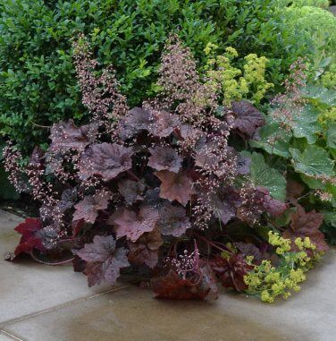 Coral Bells Plant, Purple Perennials, Autumn Fern, Japanese Painted Fern, Coral Bells Heuchera, Country Cottage Garden, Coral Bells, Brown Flowers, Hardy Perennials