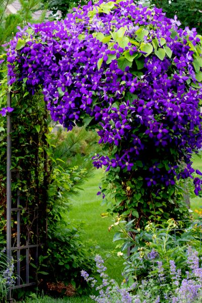 3 Climbing Perennials Perfect For Growing Up Arbors, Fences & Pergolas Climbing Perennials, Types Of Purple, Hyacinth Bean, Perennials Low Maintenance, Vines Nature, Garden Purple, Long Blooming Perennials, Fence Plants, Climbing Flowers