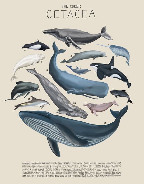 Scientific illustration featuring the members of The Order Cetacea, otherwise known as Whales!  These 14 whales are digitally drawn and include both their common and scientific names.  Prints available in:  8x10: Cardstock, shipped in bubble mailer   11x14: 100lb paper, shipped in reinforced mailer 18x24: 100lb paper, shipped rolled in protective tube Ocean Room, 타이포그래피 포스터 디자인, Arte Van Gogh, Film Horror, Dorm Posters, Beautiful Sea Creatures, Cat Air, Scientific Illustration, Cute Poster