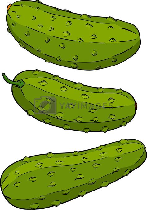 Cucumber Drawing, Drawing Farm, Cucumber Vegetable, Corel Draw Design, Farm Market, Yay Images, Hand Drawn Vector, Design Logo, Cucumber