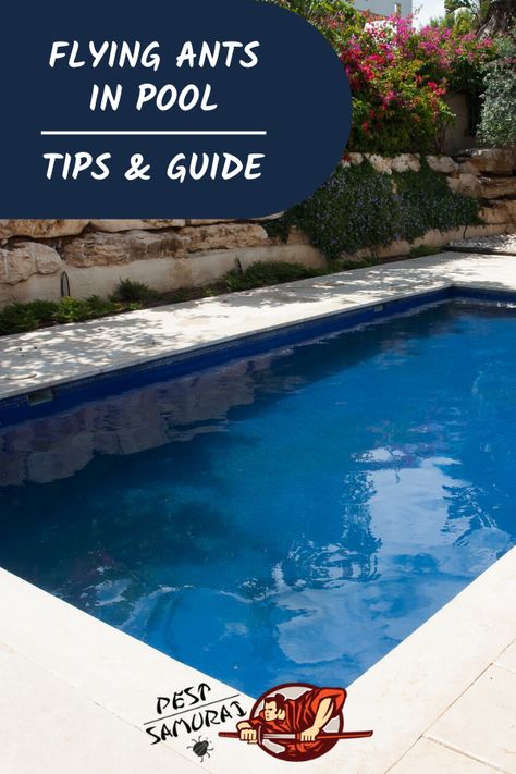 Pool Cleaning Tips, Luxury Pools Indoor, Flying Ants, Ant Bites, Ant Repellent, Get Rid Of Spiders, Get Rid Of Flies, Get Rid Of Ants, Swimming Pool Hot Tub