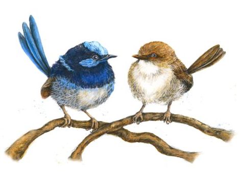 Fairy Wren, Cotton Rag Paper, Colour Painting, Blue Fairy, Australian Birds, Birds Tattoo, Water Colour, Male And Female, Wren