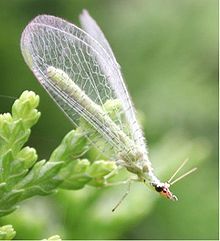 Biological pest control Lacewing Larvae, Moth Eggs, Forest Gardening, Mountain Garden, Garden Critters, Bad Bugs, Cool Insects, Garden Friends, Attracting Beneficial Insects