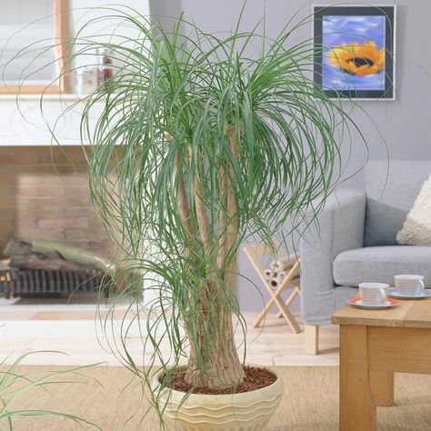 How To Care For A Ponytail Palm Indoors: 7 Tips And Tricks For Beginners Office Landscaping, Ponytail Palm Care, Ponytail Palm Tree, Palm Trees For Sale, Plant Advice, Trees Nursery, Cat Friendly Plants, Ponytail Palm, Florida Garden