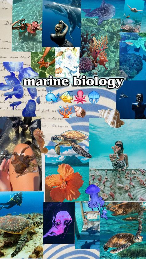 #marine biology#aestetic#mer#animaux Marine Biology Major Aesthetic, Marine Biology Vision Board, Marin Biology Aesthetic, Marine Biologist Aesthetic, Marine Biology Aesthetic, Marine Biology Aesthetic Hawaii, Marine Biology Jobs, Be Kind To Everyone, Marine Biologist