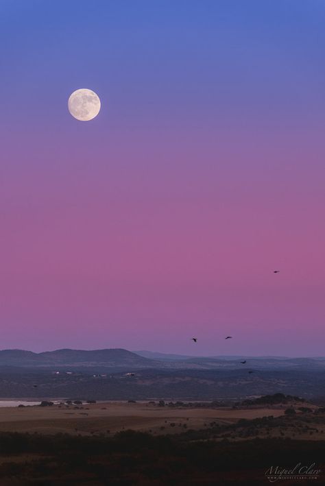 A flock of birds flies in front of the "Belt of Venus" over the village of Monsaraz in Portual's Dark Sky Alqueva Reserve in this photo captured by astrophotographer Miguel Claro. Home Office/guest Room, Full Moon Rising, Atmospheric Phenomenon, Rise Against, Earth Atmosphere, Shoot The Moon, Office Guest Room, Moon Rise, Good Night Moon