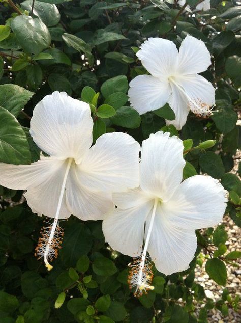 credit to owner White Hibiscus Bouquet, White Hibiscus Flower Aesthetic, Hisbusic Flower, Hibiscus Flower Bouquet, Hibiscus Flower Aesthetic, Hibiscus Aesthetic, Exotic Aesthetic, White Hibiscus Flower, Hibiscus Bouquet