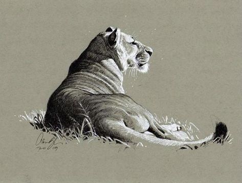 by Aaron Blaise art, pen and ink Aron Blaise Art, Aaron Blaise Art, Lion Jumping Drawing, Aaron Blaise Animal Drawing, Lion Attacking Drawing, Lion Black And White Drawing, Lion Roaring Drawing Sketch, Aaron Blaise, Realistic Animal Drawings