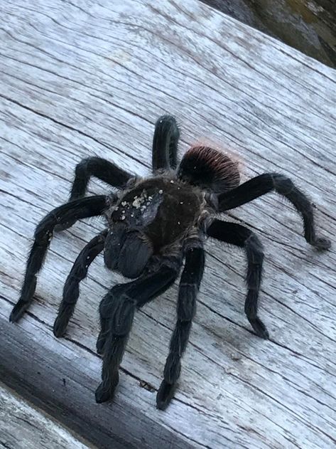 Aesthetic Sombre, Fuzzy Spider, Pet Spider, Loyal Friends, The Spider, Arachnids, Side Profile, Having A Bad Day, In The Wild