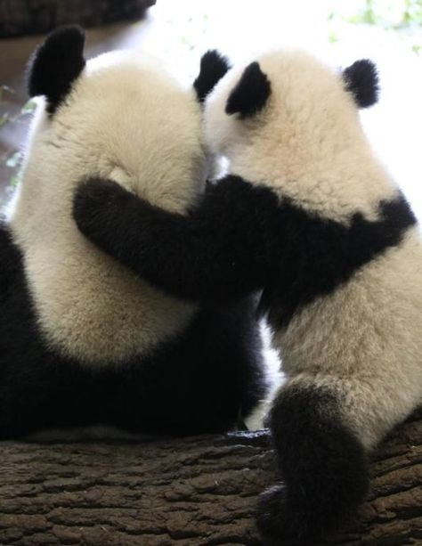 Panda Bear love. Panda Hug, Sweet Pictures, Panda Lindo, Giant Pandas, Panda Bears, Most Beautiful Animals, Panda Love, Giant Panda, Baby Panda