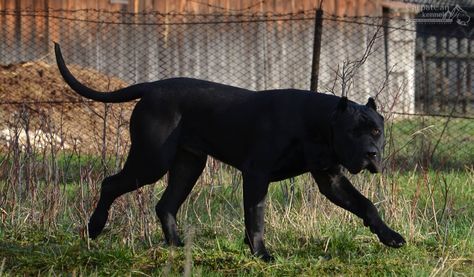 Cute Pitbulls, Kangal Dog, Presa Canario, Pitbull Pictures, Dog Mommy, Scary Dogs, Dog Black, Giant Dogs, Rottweiler Dog