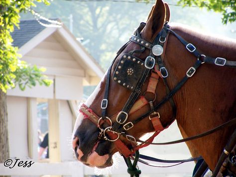 draft horses Shire Horse, Work Horses, Horses And Dogs, Clydesdale, Draft Horses, Beautiful Horses, Horses, Dogs, Animals