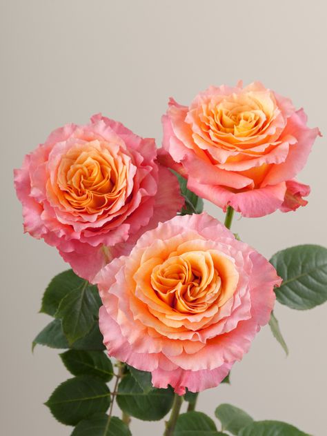 Rosaprima | Free Spirit Free Spirit Rose, Pink And Orange Roses, Colors Of Roses, Farmhouse Landscape, Botanical Photography, Flower Types, Sunset Rose, Coral Rose, Purple Garden