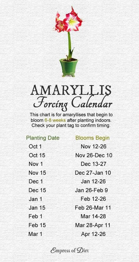 Want a table top display of gorgeous paperwhite blooms for a special occasion? How about a giant amaryllis with giant, dazzling flowers? When it comes to forcing bulbs indoors, there's no guarantee your flowers will appear on time, but, with some simple planning, the odds are in your favour. Check out these handy bulb forcing calendars and get your blooms started. Flower Bulbs Indoors, Bulb Forcing, Amaryllis Care, Forcing Bulbs, Amaryllis Plant, Amaryllis Flowers, Amaryllis Bulbs, Garden Bulbs, Planter Ideas