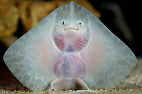 "I love my bed" 16 Incredibly Happy Stingrays Baby Stingray, Stingray Fish, Animal Rescue Center, Fish Face, Animal Education, Marine Conservation, Manta Ray, 웃긴 사진, Fishing Humor