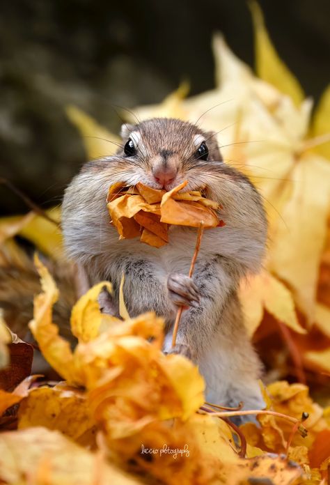 Cute Animals In Nature, Forest Animals Photography, Nature Reference Photos, Wildlife Photography Wallpaper, Squirell Aesthetic, Woodland Photos, Autumn Animals Wallpaper, Chipmunk Aesthetic, Wildlife Garden Ideas