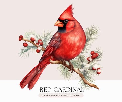 Christmas clipart Cardinal Bird Watercolor, Christmas Birds Watercolor, Christmas Clipart Black And White, Christmas Clipart Border, Cardinal Clipart, Watercolor Robin, Watercolor Cardinal, Clipart Drawings, Cute Christmas Clipart