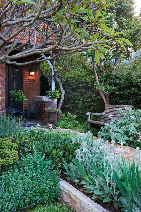 Sydney architect Hugh Burnett shares his top tips for creating a soft, flowing garden with pretty perennials that change with the seasons. Plectranthus Argentatus, Catmint Nepeta, Indian Hawthorn, Front Path, Sydney Gardens, Stachys Byzantina, Australian Native Garden, Front Gardens, Australian Garden