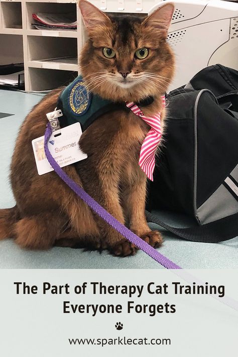 Everybody forgets to mention this part of therapy cat training, but it's the most important! #therapycat #cattraining #catsandhumans Therapy Cat, Cat Power, Cat Stories, Cat Training, Service Animal, Childrens Hospital, Funny Cute Cats, High Five, How To Speak Spanish