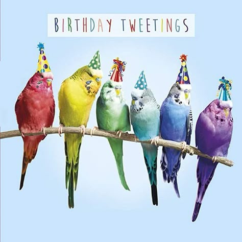 Happy Birthday Birds Beautiful, Animal Lover Birthday Wishes, Artist Birthday Wishes, Happy Birthday Bird, Happy Birthday Verses, Happy Birthday Birds, Happy Birthday Funny Humorous, Happy Birthday Wishes Pics, Birthday Wishes Pics